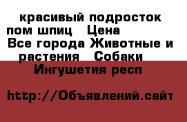 красивый подросток пом шпиц › Цена ­ 30 000 - Все города Животные и растения » Собаки   . Ингушетия респ.